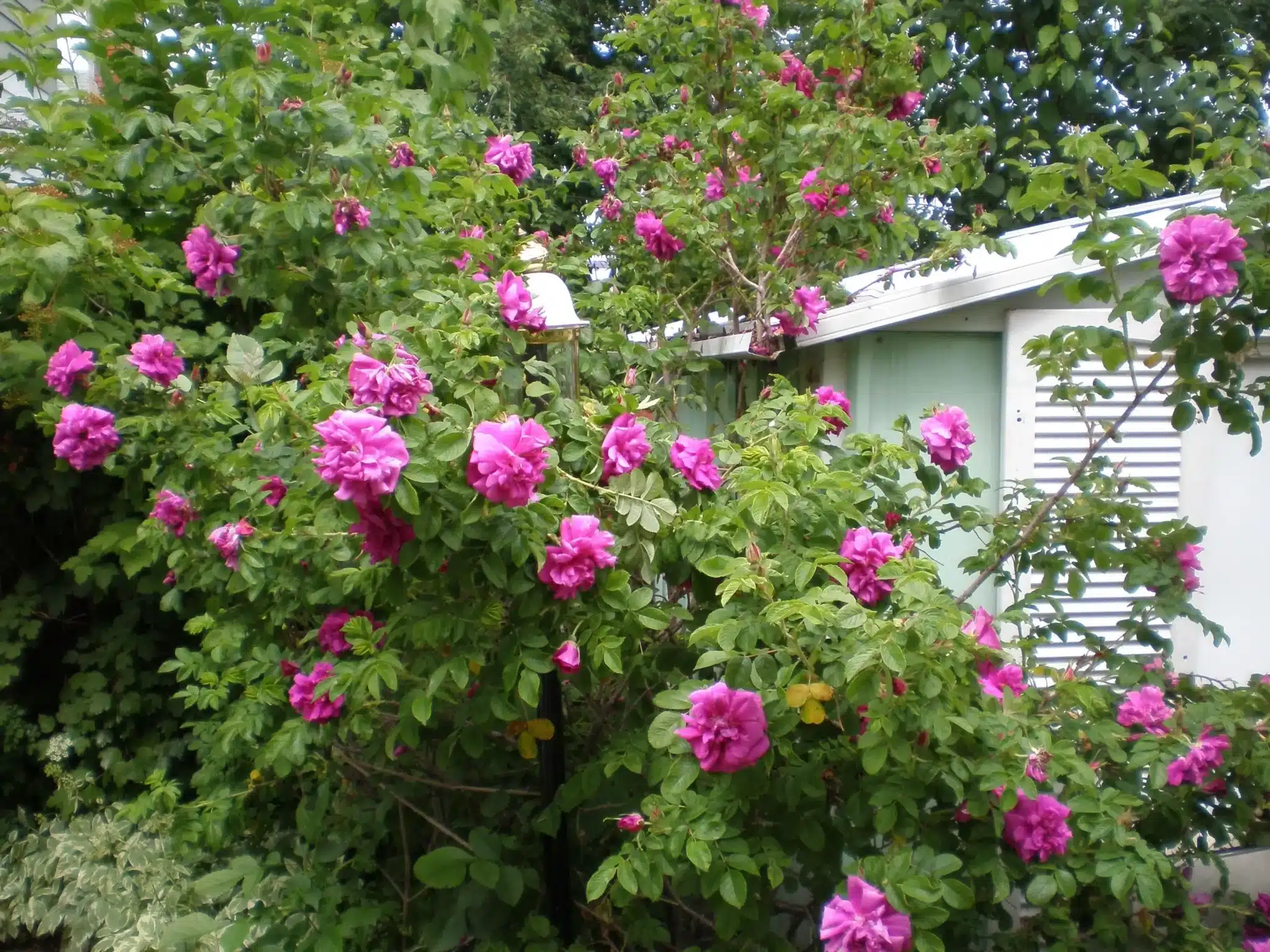 Large blooming pink rose bush